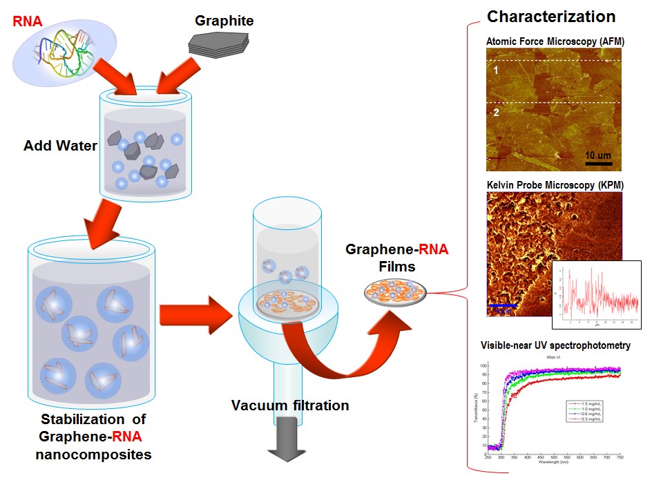 Graphene-RNA Process